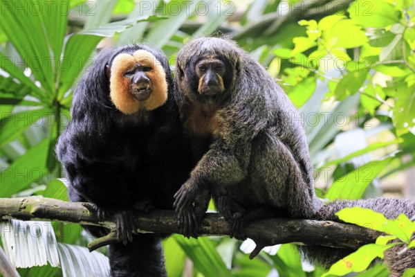 White-headed Saki (Pithecia pithecia), adult, on tree, pair, male, female, social behaviour, South America