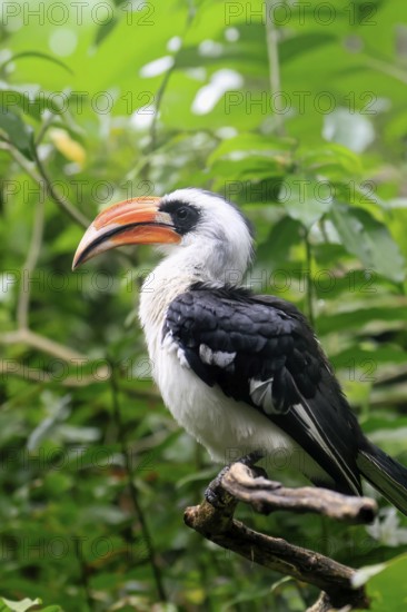 Von der Decken-Hornbill (Tockus deckeni), adult, male, on tree, vigilant, East Africa