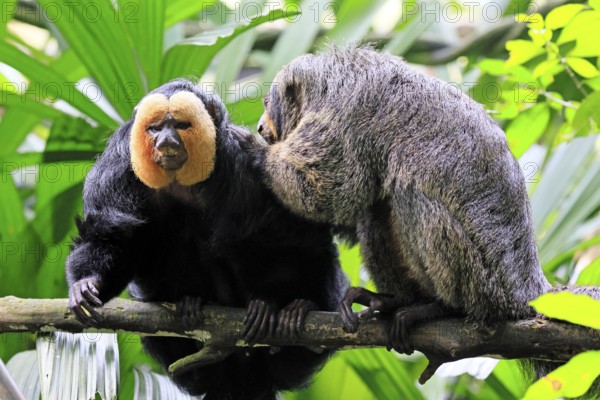 White-headed saki (Pithecia pithecia), adult, on tree, pair, male, female, fur care, social behaviour, South America