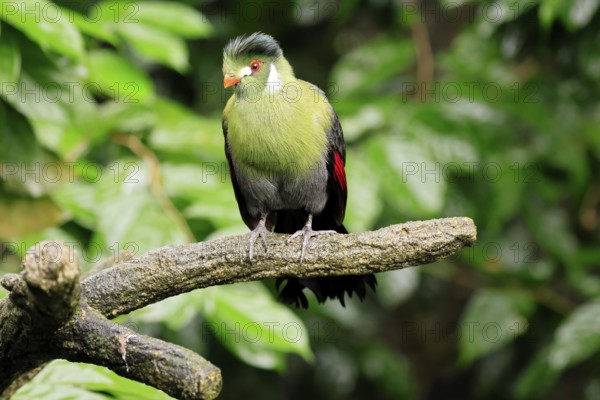 White-eared Turaco (Menelikornis leucotis), adult, alert, on tree trunk, Ethiopia, Africa, captive