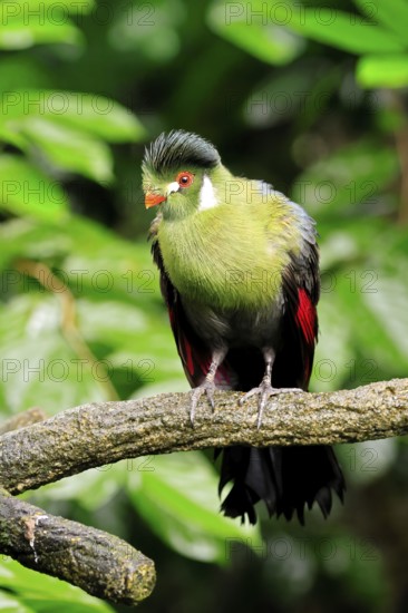 White-eared Turaco (Menelikornis leucotis), adult, alert, on tree trunk, Ethiopia, Africa, captive