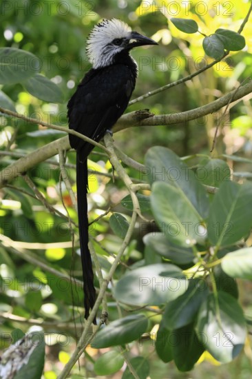 White-crested Hornbill (Horizocerus albocristatus), adult, on tree, vigilant, Africa, captive