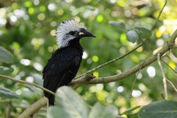 White-crested Hornbill (Horizocerus albocristatus), adult, on tree, vigilant, Africa, captive