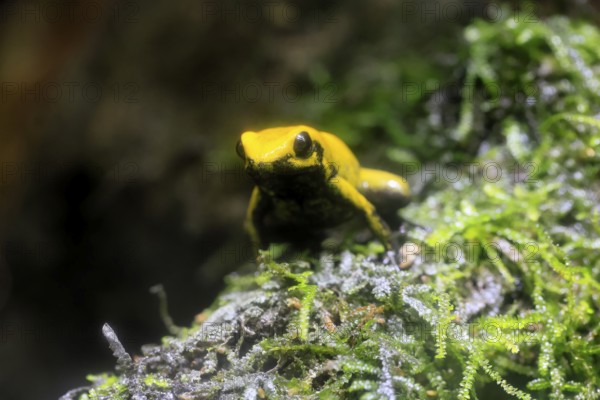 Black-legged poison frog (Phyllobates bicolor), adult, sedentary, moss, alert, Colombia, South America, captive