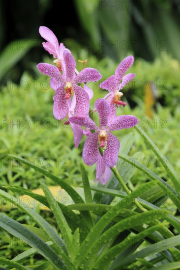 Orchid Aranda Chark Kuan, blossoms, blooming, Singapore, Southeast Asia