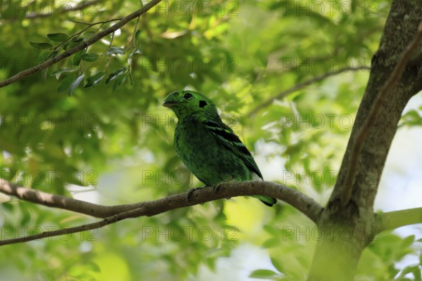 Emerald Broadbill (Calyptomena viridis), adult, male, perch, on tree, vigilant, Southeast Asia