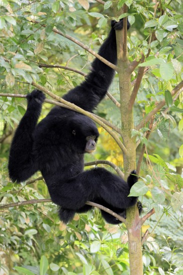 Siamang (Symphalangus syndactylus), adult, sitting on tree, alert, Southeast Asia