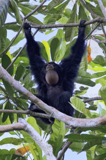 Siamang (Symphalangus syndactylus), adult, on tree, calling, Southeast Asia