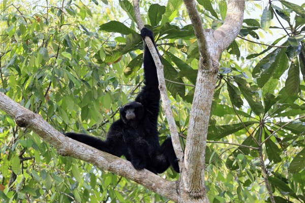 Siamang (Symphalangus syndactylus), adult, on tree, climbing, vigilant, Southeast Asia