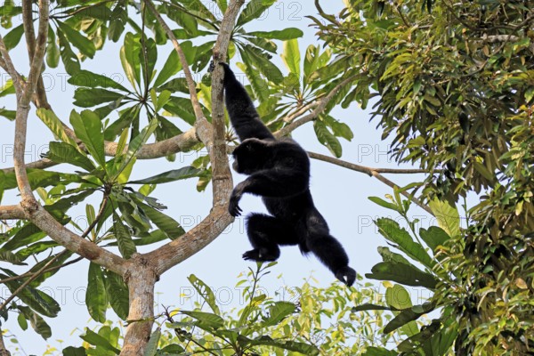 Siamang (Symphalangus syndactylus), adult, on tree, climbing, swinging, Southeast Asia