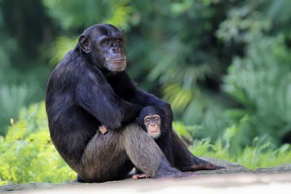 Chimpanzee (Pan troglodytes), adult, female, mother, baby, young animal, social behaviour