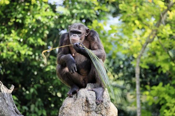 Chimpanzee (Pan troglodytes), adult, on rocks, feeding