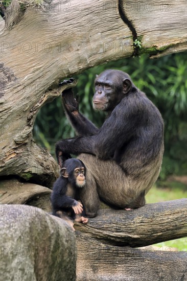 Chimpanzee (Pan troglodytes), adult, female, mother, baby, young animal, social behaviour