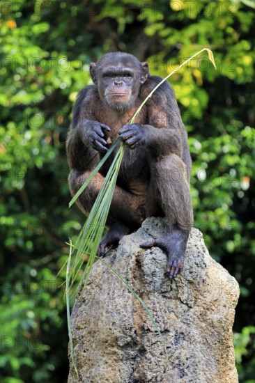 Chimpanzee (Pan troglodytes), adult, on rocks