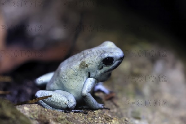 Golden poison frog (Phyllobates terribilis), metallic yellow-green form, adult, sitting, on ground, alert, Colombia, South America