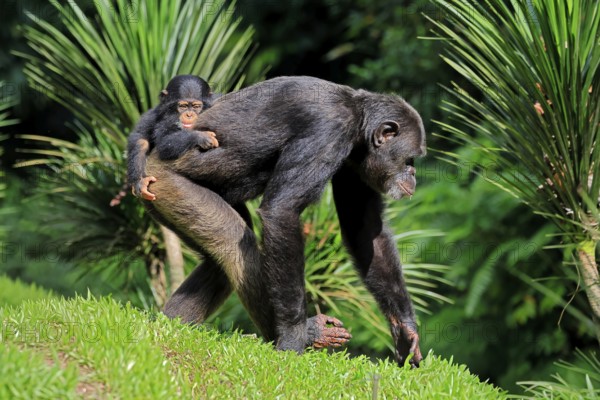 Chimpanzee (Pan troglodytes), adult, female, mother, baby, young animal, social behaviour, young animal rides on mother's back, search for food