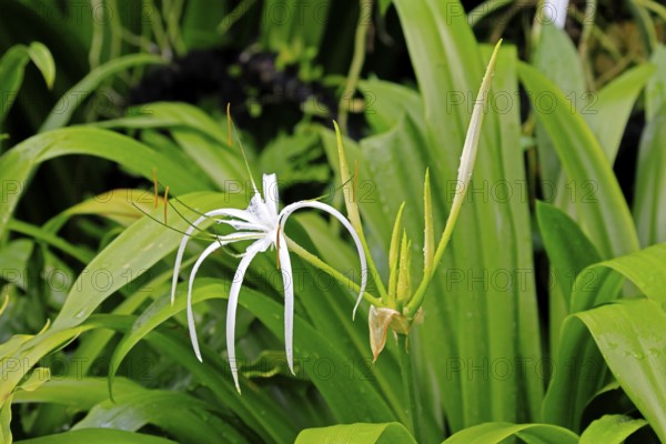 Hymenocallis, beautiful lily, flower, flowering, Singapore, Southeast Asia
