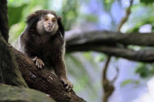 Black tufted monkey (Callithrix penicillata), adult, sitting on tree, alert, Brazil, South America