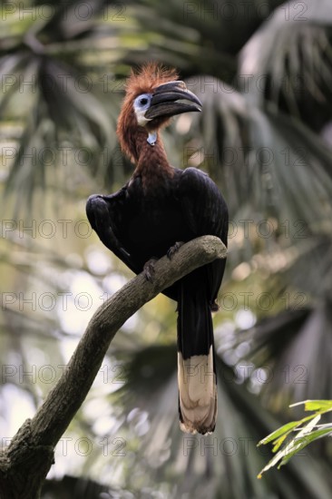 Black-helmeted Hornbill (Ceratogymna atrata), Club-tailed Hornbill, adult, female, perch, South America