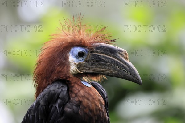 Black-helmeted Hornbill (Ceratogymna atrata), Club-tailed Hornbill, adult, female, portrait, South America