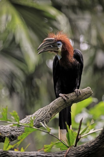 Black-helmeted Hornbill (Ceratogymna atrata), Club-tailed Hornbill, adult, female, perch, calling, South America