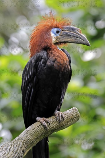 Black-helmeted Hornbill (Ceratogymna atrata), Club-tailed Hornbill, adult, female, portrait, South America