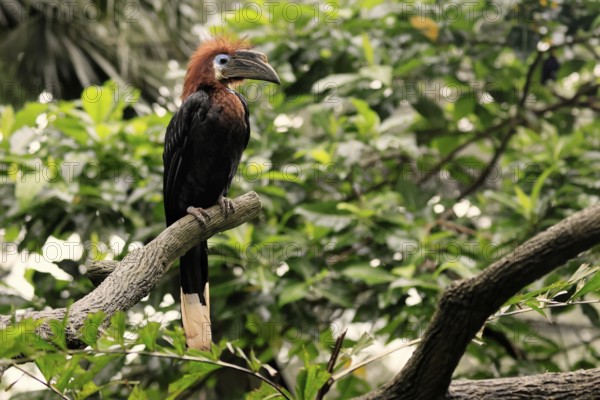 Black-helmeted Hornbill (Ceratogymna atrata), Club-tailed Hornbill, adult, female, perch, South America