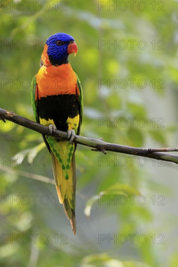 Red-naped Lorikeet (Trichoglossus rubritorquis), Darwin All-coloured Lorikeet, adult, on tree, alert, Australia