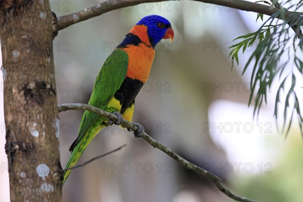 Red-naped Lorikeet (Trichoglossus rubritorquis), Darwin All-coloured Lorikeet, adult, on tree, alert, Australia