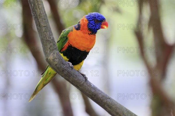 Red-naped Lorikeet (Trichoglossus rubritorquis), Darwin All-coloured Lorikeet, adult, on tree, calling, Australia
