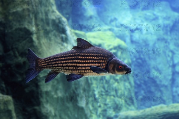Giant barb (Catlocarpio siamensis), Siamese giant carp, adult, swimming, Southeast Asia