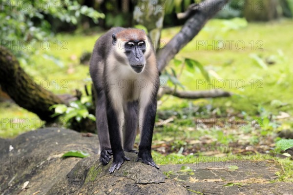 Red-crowned mangabey (Cercocebus torquatus), red-headed mangabey, collared mangabey, adult, vigilant