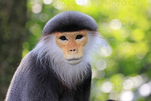 Red-shanked monkey (Pygathrix nemaeus), adult, portrait, relaxed, Southeast Asia