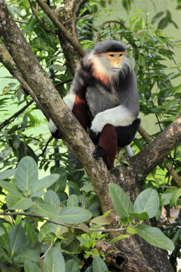 Red-shanked monkey (Pygathrix nemaeus), adult, in a tree, sitting, relaxed, Southeast Asia