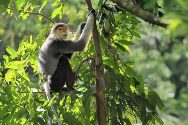 Red-shanked monkey (Pygathrix nemaeus), adult, in a tree, sitting, relaxed, Southeast Asia