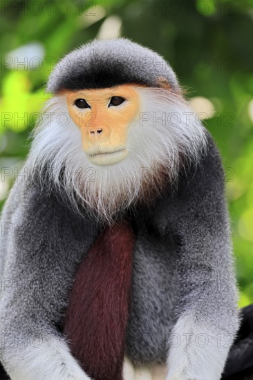 Red-shanked monkey (Pygathrix nemaeus), adult, portrait, relaxed, Southeast Asia