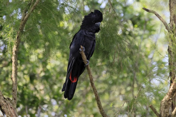 Red-tailed Cockatoo (Calyptorhynchus banksii), Banks' Cockatoo, adult, male, perch, alert, Australia