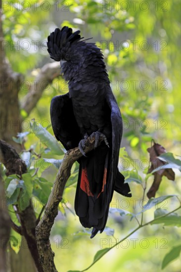 Red-tailed Cockatoo (Calyptorhynchus banksii), Banks' Cockatoo, adult, male, perch, alert, Australia