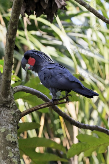 Palm Cockatoo (Probosciger aterrimus), Arabian Cockatoo, adult, on tree, perch, calling, Australia