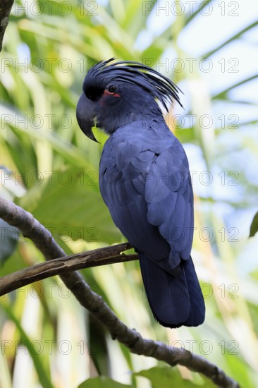 Palm Cockatoo (Probosciger aterrimus), Arabian Cockatoo, adult, on tree, perch, Australia