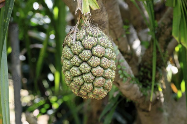 Pandanus tectorius, genus screw trees, unripe fruit dressing, fruits, useful plant, Singapore, Southeast Asia
