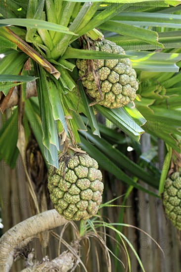 Pandanus tectorius, genus screw trees, unripe fruit dressing, fruits, useful plant, Singapore, Southeast Asia