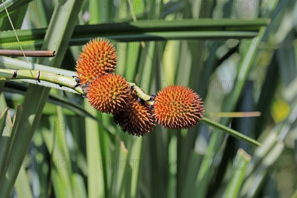 Pandanus affines, genus screw trees, fruits, useful plant, shrub, Singapore, Southeast Asia