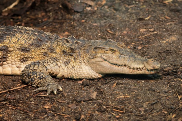 Philippine crocodile (Crocodylus mindorensis), adult, portrait, on land, Philippines, Southeast Asia