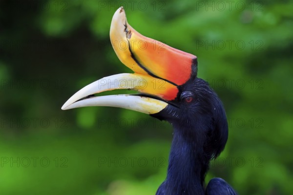 Rhinoceros bird (Buceros rhinoceros), adult, male, portrait, alert, Southeast Asia