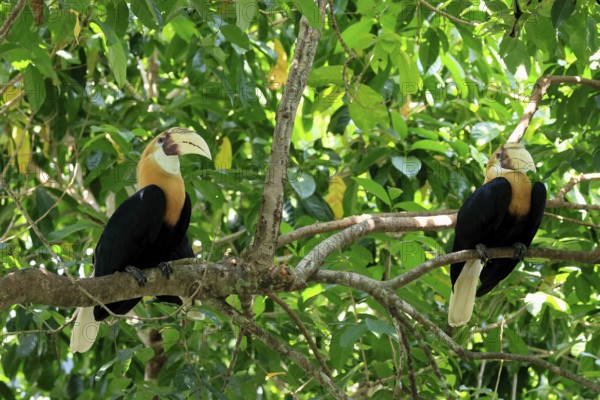 Papuan Hornbill (Rhyticeros plicatus), adult, male, two males, on tree, alert, Southeast Asia