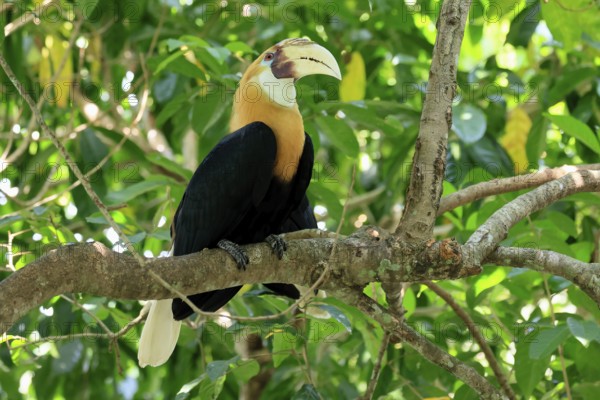 Papuan Hornbill (Rhyticeros plicatus), adult, male, on tree, alert, Southeast Asia