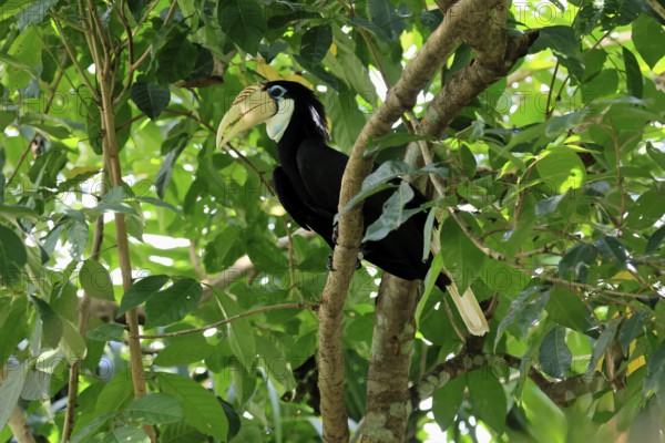 Papuan Hornbill (Rhyticeros plicatus), adult, female, on tree, alert, Southeast Asia
