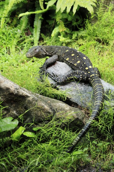 Papuan dragon (Varanus salvadorii), adult, foraging, on rocks, alert, New Guinea