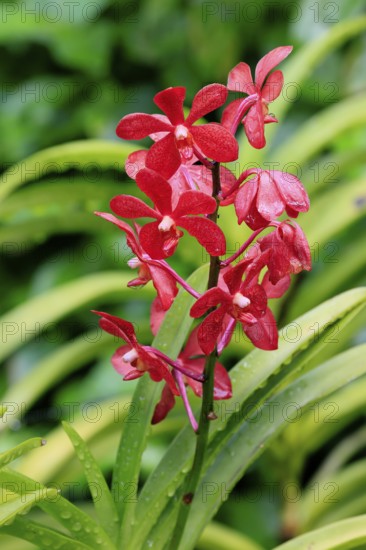 Orchid Aranda Dinah Shore, blossoms, blooming, Singapore, Southeast Asia
